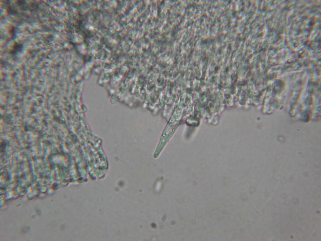Chondrostereum  purpureum